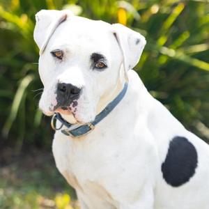 *Holstein, Pit Bull Terrier, adult, available for adoption
