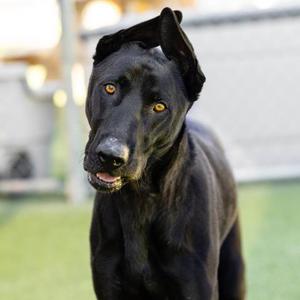 BUKI, Labrador Retriever Mix, adult, available for adoption