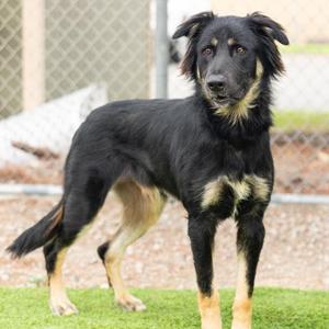 *Frankie, German Shepherd Dog, young, available for adoption