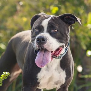 *Reggie, Pit Bull Terrier, adult, available for adoption