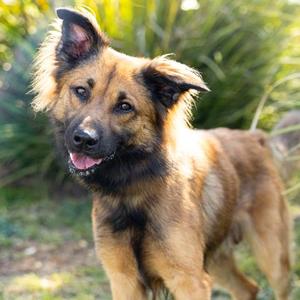 *Geo, German Shepherd Dog, adult, available for adoption