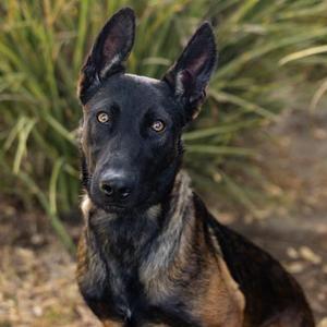 A black and brown dog with pointed ears and a focused expression, sitting outdoors with green foliage in the background.