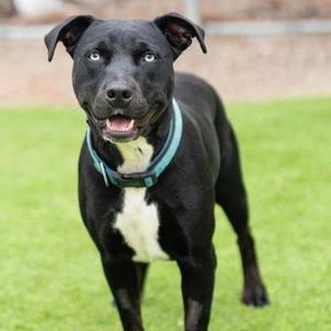 *Delta, Pit Bull Terrier Mix, adult, available for adoption