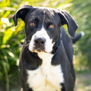 *Java, Great Dane and Pit Bull Terrier, adult, available for adoption