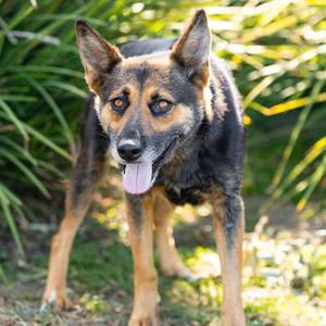 *Louise, German Shepherd Dog, young, available for adoption