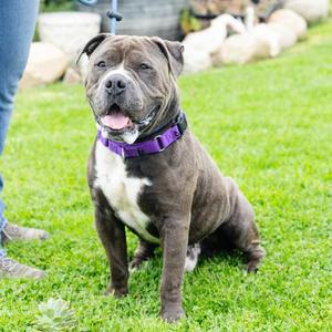 *Mr Magoo, Pit Bull Terrier, senior, available for adoption