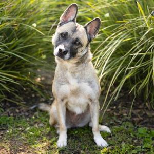 *Tiddle, German Shepherd Dog Mix, adult, available for adoption