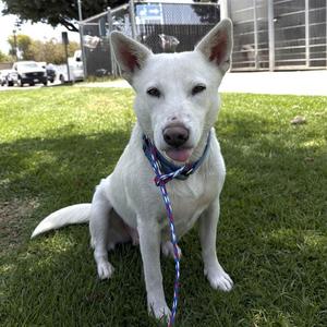 *Dora, Australian Cattle Dog Mix, adult, available for adoption
