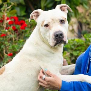 *Churro, Pit Bull Terrier, senior, available for adoption