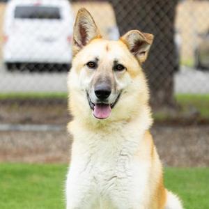 OZZIE, German Shepherd Dog, adult, available for adoption