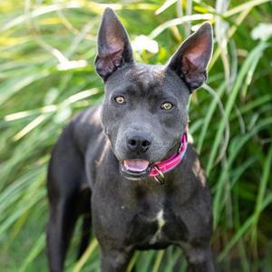 *Zinnia, Pit Bull Terrier Mix, young, available for adoption