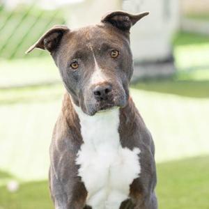 *Odessa, American Pit Bull Terrier, senior, available for adoption