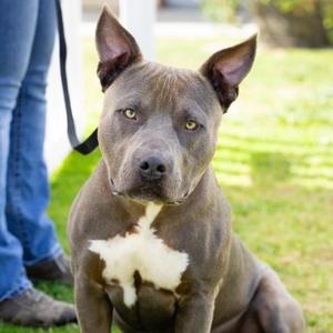 *Grayson, Pit Bull Terrier, adult, available for adoption