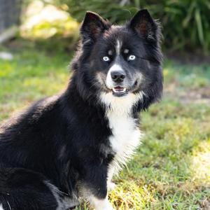 *Finny, Australian Shepherd and Siberian Husky, adult, available for adoption