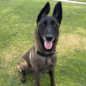 A Belgian Malinois dog sits on the grass with its ears perked and tongue hanging out.