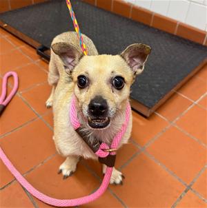 DINO, Chihuahua - Smooth Coated, senior, available for adoption