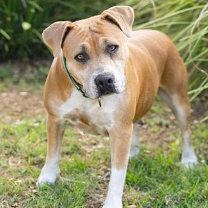 *Annabelle, Pit Bull Terrier, adult, available for adoption
