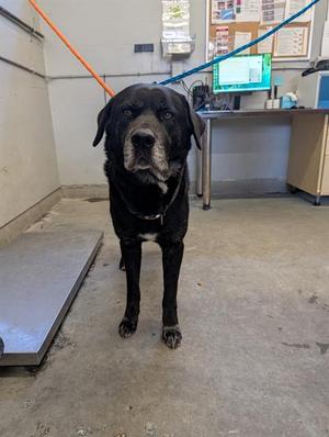 *Murphy, Labrador Retriever, adult, available for adoption
