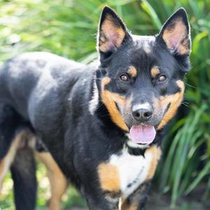 *Gator, German Shepherd Dog Mix, adult, available for adoption