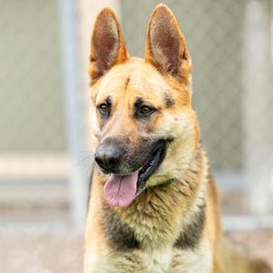 A German Shepherd dog with a tan and black coat, standing outdoors with its tongue out, looking directly at the camera.