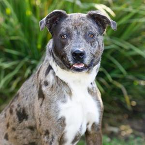 *Saturn, American Pit Bull Terrier and Catahoula Leopard Hound, young, available for adoption