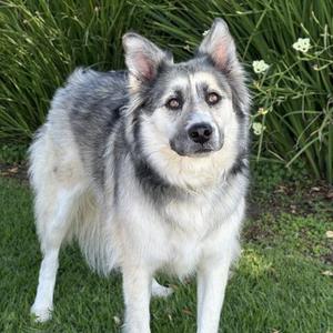 REY, Siberian Husky and German Shepherd Dog, adult, available for adoption