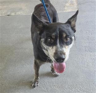 A black and tan dog with a blue leash, standing on a concrete surface, with its tongue out.