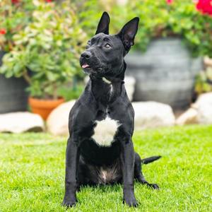 PRINCESS DIANNA, Pit Bull Terrier Mix, young, available for adoption
