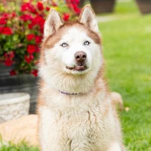 ARCHIMEDES, Siberian Husky, senior, available for adoption