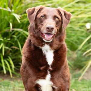 BO, Labrador Retriever and Australian Cattle Dog, adult, available for adoption