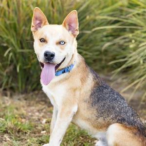*Tomsk, Siberian Husky and German Shepherd Dog, young, available for adoption