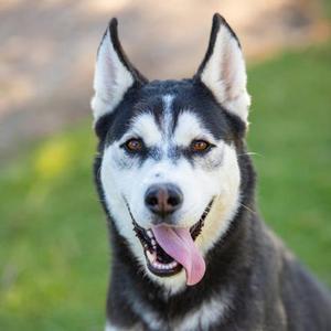 BRUNO, Siberian Husky, adult, available for adoption