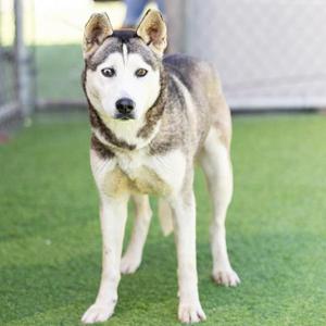A husky dog stands on artificial turf, looking directly at the camera.