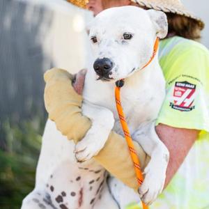 *Tinkerbell, Pit Bull Terrier and Australian Cattle Dog, adult, available for adoption