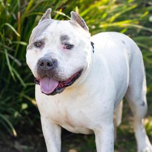 BRONX, Pit Bull Terrier, adult, available for adoption