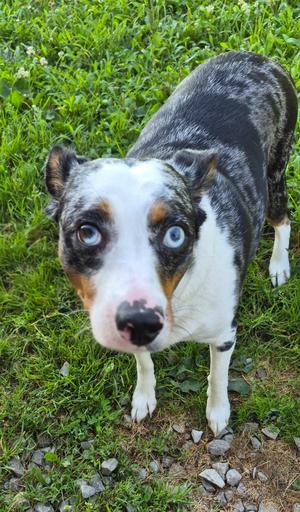Gitano, Australian Cattle Dog / Blue Heeler, adult, available for adoption