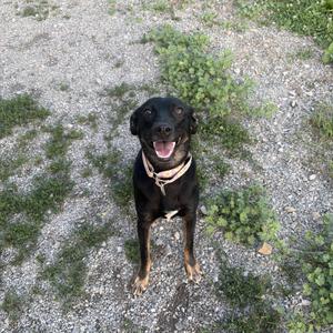 A happy black dog with tan points wearing a collar, standing on a gravel path.