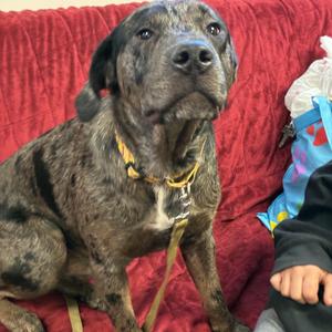 Hercules, Golden Retriever / French Bulldog, young, available for adoption