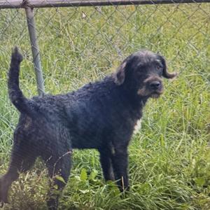 a black dog standing in a grassy area near a chain-link fence