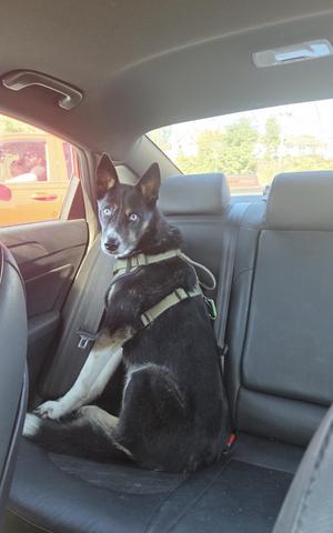 Krew, Australian Shepherd / Husky, adult, available for adoption