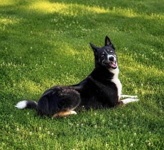 Krew, Australian Shepherd / Husky, adult, available for adoption