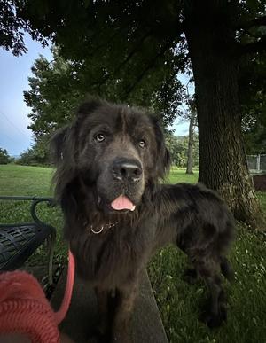 Soggert, Newfoundland Dog, adult, available for adoption