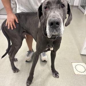 Old Man Jenkins, Great Dane, senior, available for adoption