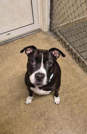 A black and white dog with a blue collar, sitting on a concrete floor in front of a chain-link fence.