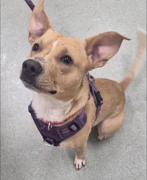 A brown dog with a purple harness looking up at the camera.