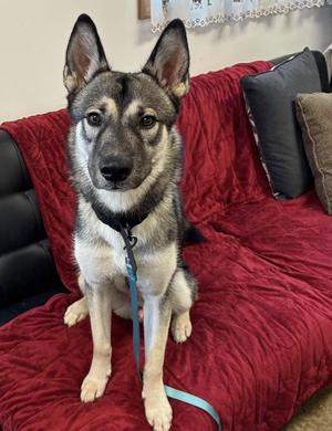 Baily, Husky / German Shepherd Dog, young, available for adoption