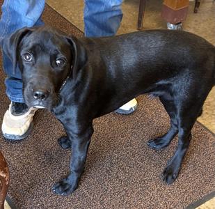Liberty, Black Labrador Retriever, young, available for adoption