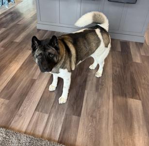 A brown and white Akita dog stands on a wooden floor.