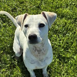 Emma, Boxer, young, available for adoption