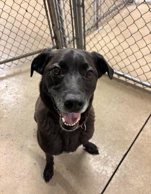 Bernie, Rottweiler / Black Labrador Retriever, adult, available for adoption